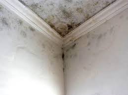 Best Mold Removal for HVAC Installations in Georgetown, OH